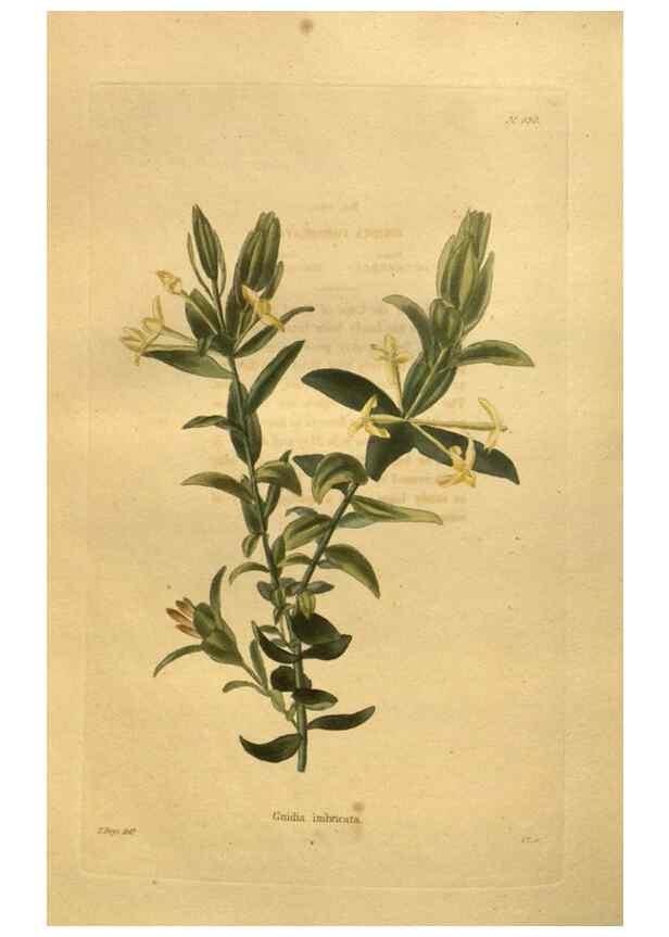 Reproducción/Reproduction 48755426461: The botanical cabinet. London :John & Arthur Arch ...,1817-1833.. 