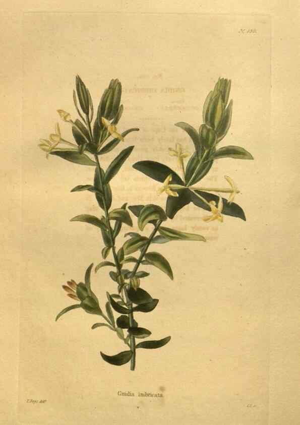 Reproducción/Reproduction 48755426461: The botanical cabinet. London :John & Arthur Arch ...,1817-1833.. 