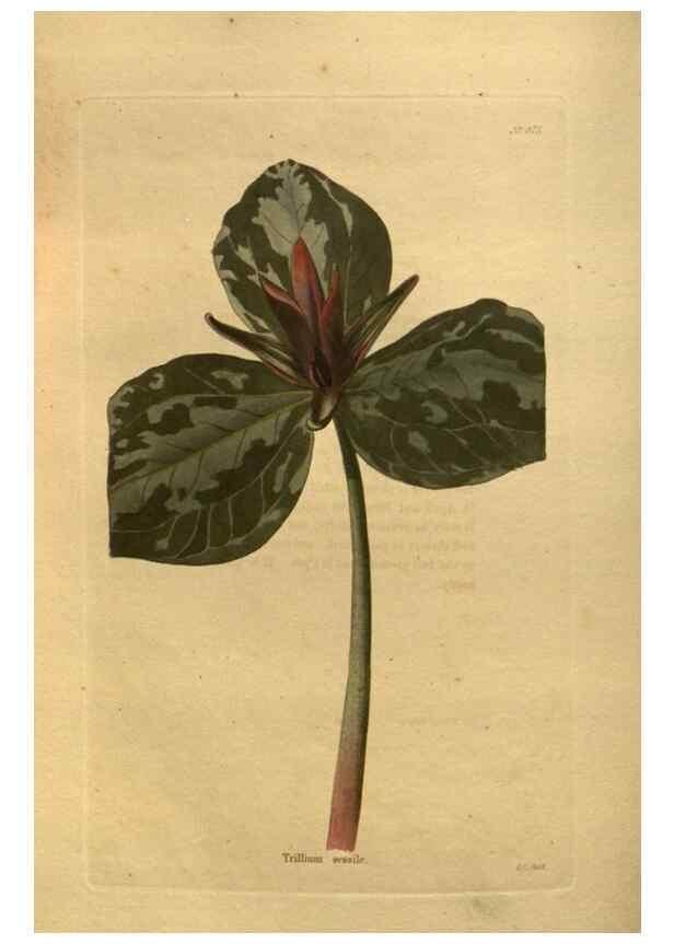 Reproducción/Reproduction 48755100008: The botanical cabinet. London :John & Arthur Arch ...,1817-1833.. 