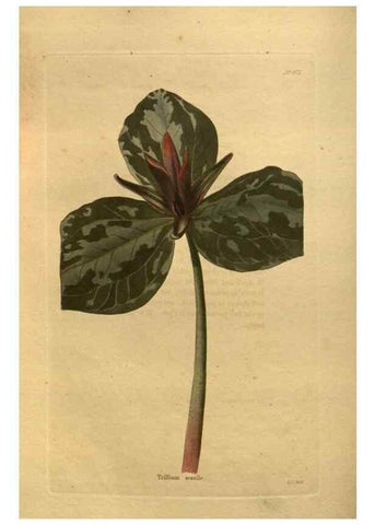 Reproducción/Reproduction 48755100008: The botanical cabinet. London :John & Arthur Arch ...,1817-1833.. 