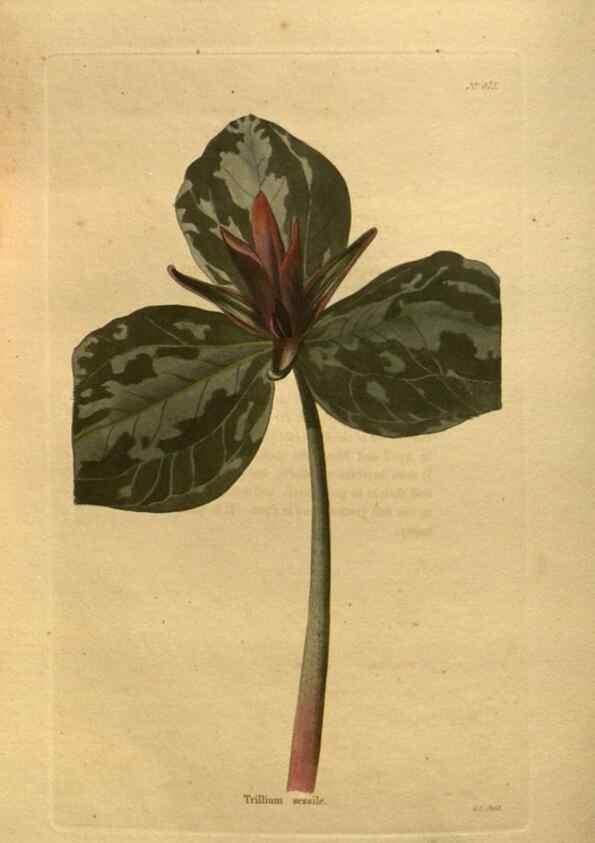 Reproducción/Reproduction 48755100008: The botanical cabinet. London :John & Arthur Arch ...,1817-1833.. 