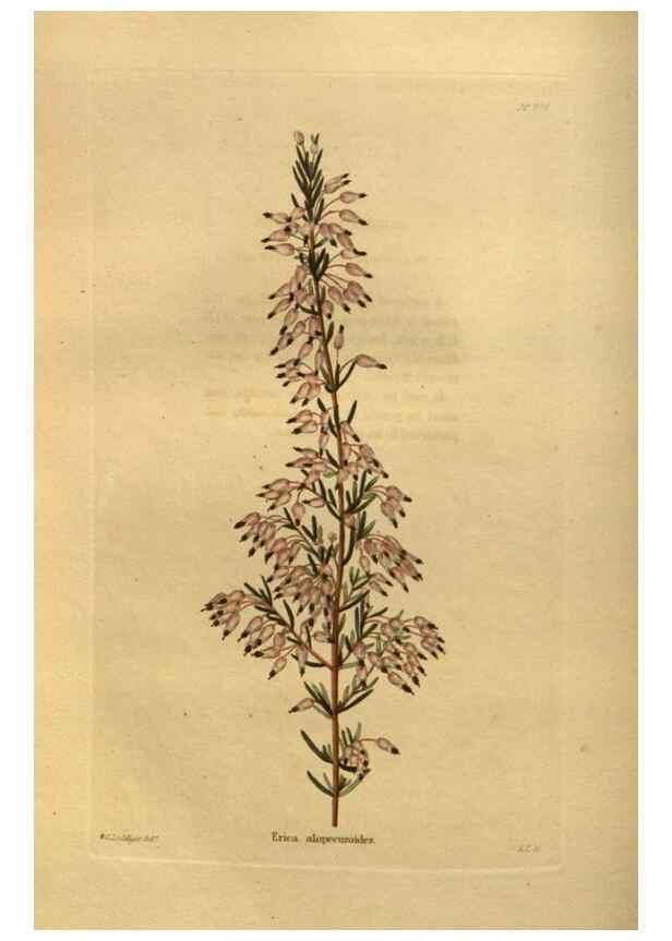 Reproducción/Reproduction 48755615352: The botanical cabinet. London :John & Arthur Arch ...,1817-1833.. 