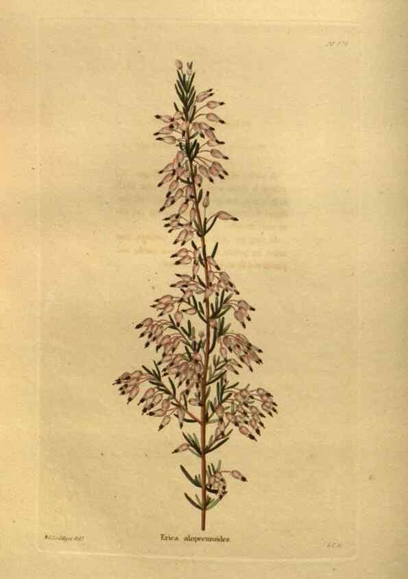 Reproducción/Reproduction 48755615352: The botanical cabinet. London :John & Arthur Arch ...,1817-1833.. 