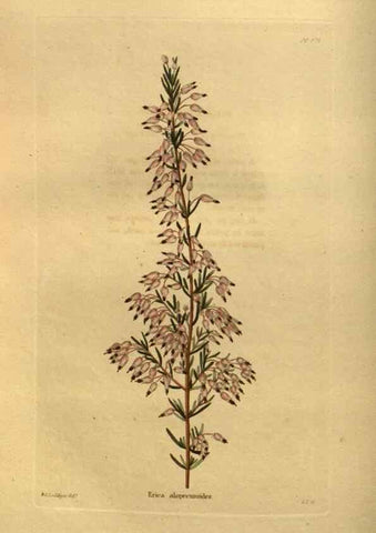Reproducción/Reproduction 48755615352: The botanical cabinet. London :John & Arthur Arch ...,1817-1833.. 
