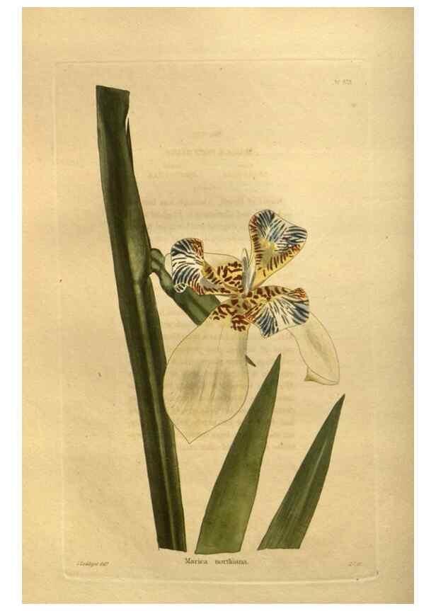 Reproducción/Reproduction 48755614937: The botanical cabinet. London :John & Arthur Arch ...,1817-1833.. 