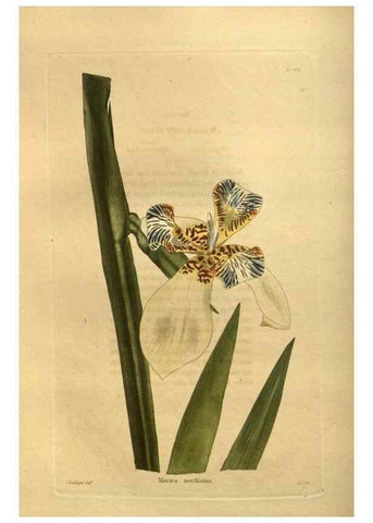 Reproducción/Reproduction 48755614937: The botanical cabinet. London :John & Arthur Arch ...,1817-1833.. 