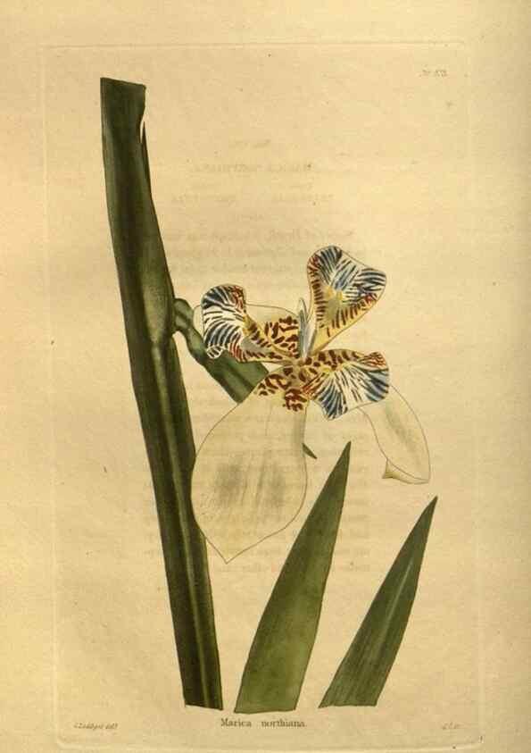 Reproducción/Reproduction 48755614937: The botanical cabinet. London :John & Arthur Arch ...,1817-1833.. 