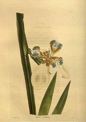 Reproducción/Reproduction 48755614937: The botanical cabinet. London :John & Arthur Arch ...,1817-1833.. 