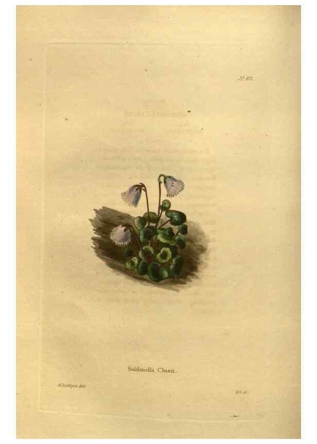 Reproducción/Reproduction 48755614577: The botanical cabinet. London :John & Arthur Arch ...,1817-1833.. 