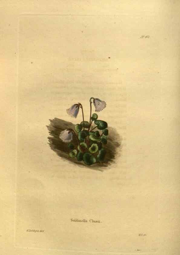 Reproducción/Reproduction 48755614577: The botanical cabinet. London :John & Arthur Arch ...,1817-1833.. 