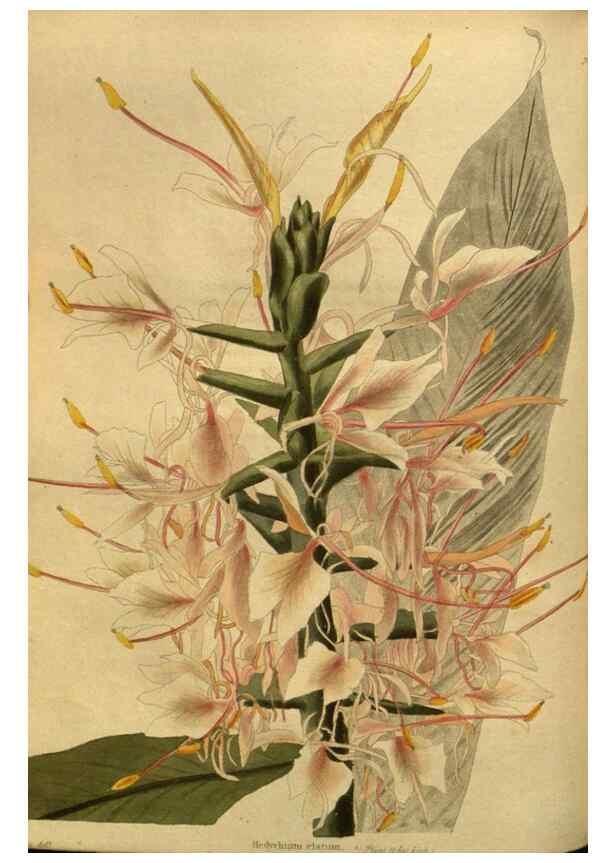 Reproducción/Reproduction 48755091488: The botanical cabinet. London :John & Arthur Arch ...,1817-1833.. 