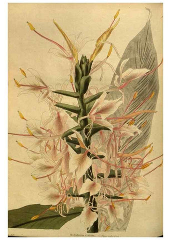Reproducción/Reproduction 48755091488: The botanical cabinet. London :John & Arthur Arch ...,1817-1833.. 