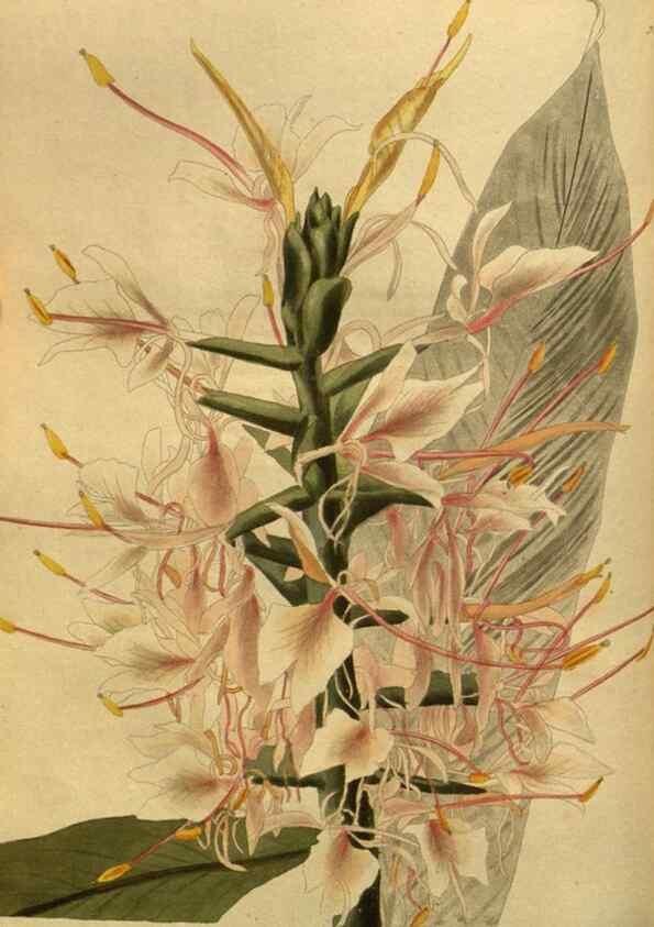 Reproducción/Reproduction 48755091488: The botanical cabinet. London :John & Arthur Arch ...,1817-1833.. 