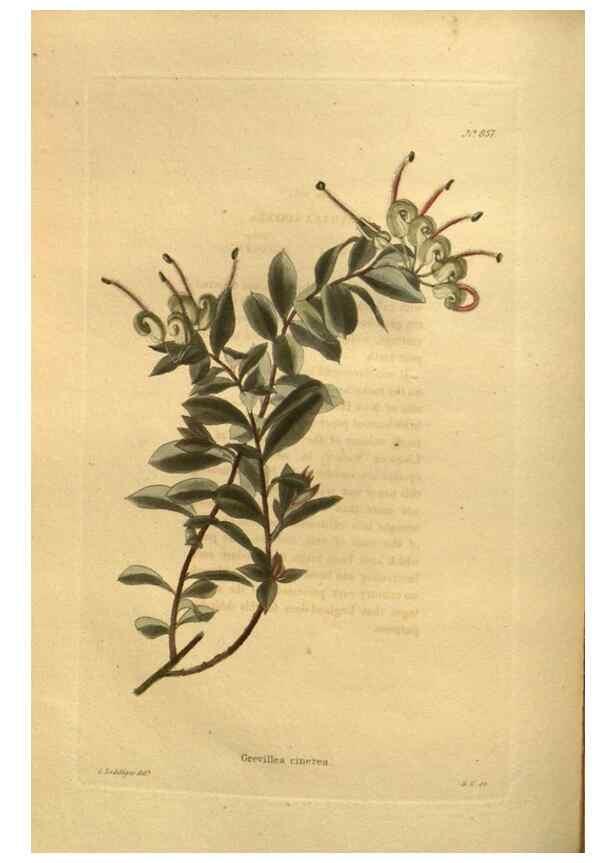 Reproducción/Reproduction 48755091948: The botanical cabinet. London :John & Arthur Arch ...,1817-1833.. 