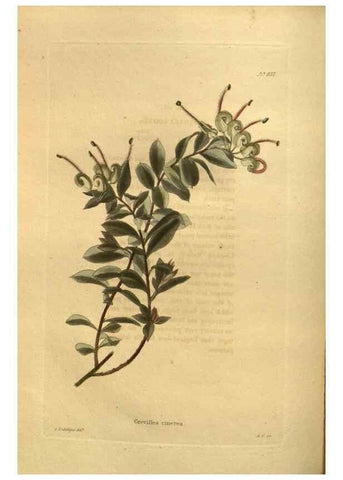 Reproducción/Reproduction 48755091948: The botanical cabinet. London :John & Arthur Arch ...,1817-1833.. 