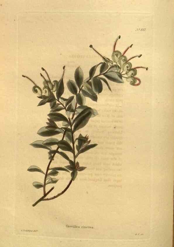 Reproducción/Reproduction 48755091948: The botanical cabinet. London :John & Arthur Arch ...,1817-1833.. 