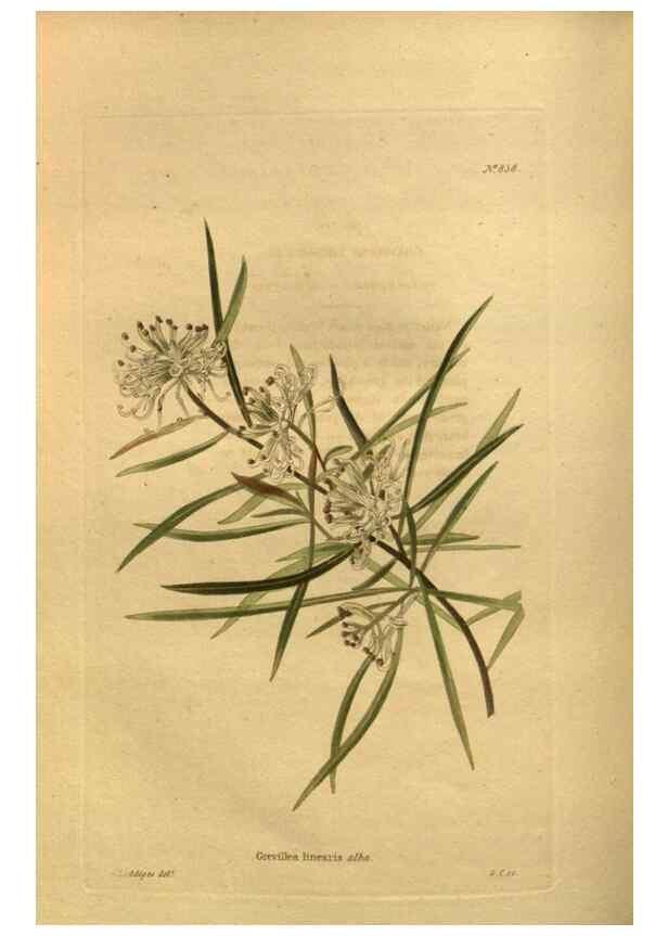 Reproducción/Reproduction 48755092398: The botanical cabinet. London :John & Arthur Arch ...,1817-1833.. 