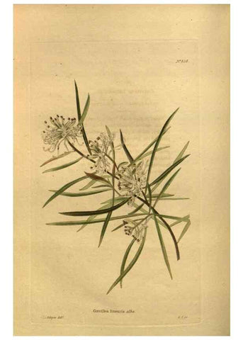 Reproducción/Reproduction 48755092398: The botanical cabinet. London :John & Arthur Arch ...,1817-1833.. 