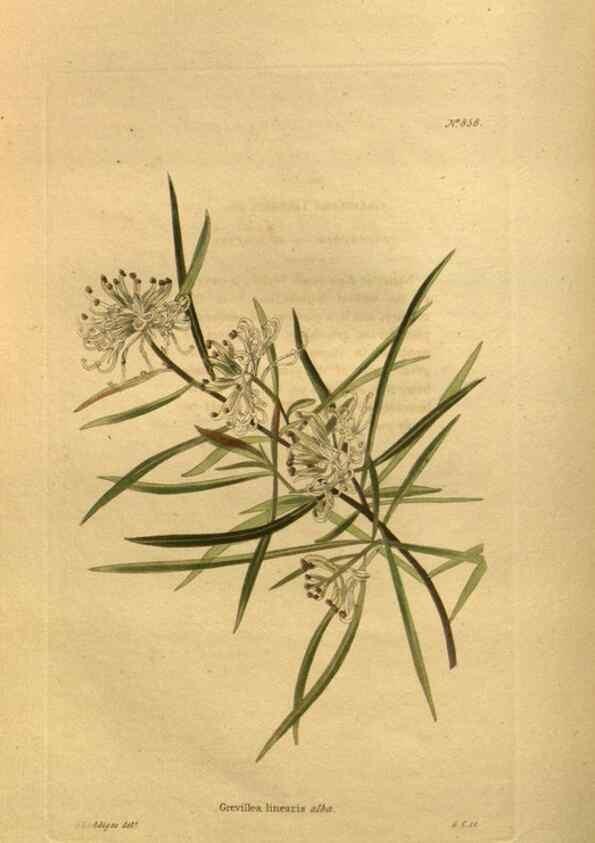 Reproducción/Reproduction 48755092398: The botanical cabinet. London :John & Arthur Arch ...,1817-1833.. 