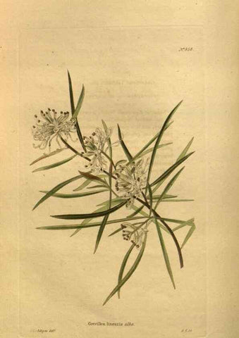 Reproducción/Reproduction 48755092398: The botanical cabinet. London :John & Arthur Arch ...,1817-1833.. 