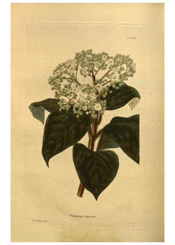 Reproducción/Reproduction 48755412906: The botanical cabinet. London :John & Arthur Arch ...,1817-1833.. 