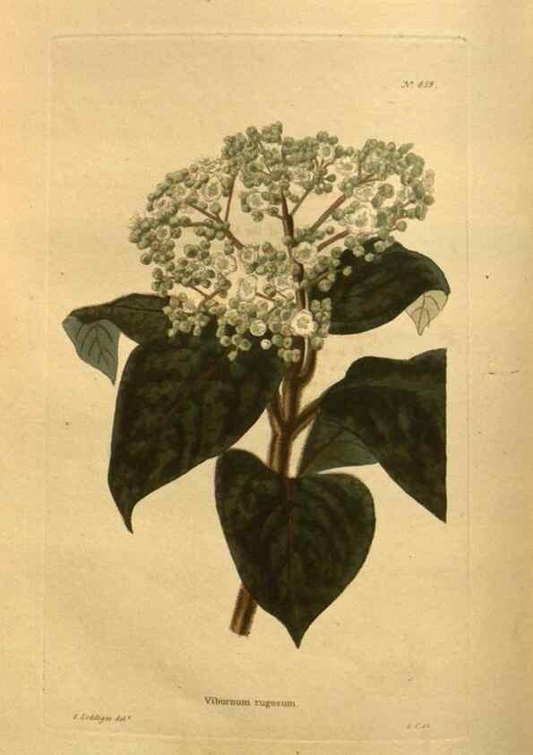 Reproducción/Reproduction 48755412906: The botanical cabinet. London :John & Arthur Arch ...,1817-1833.. 