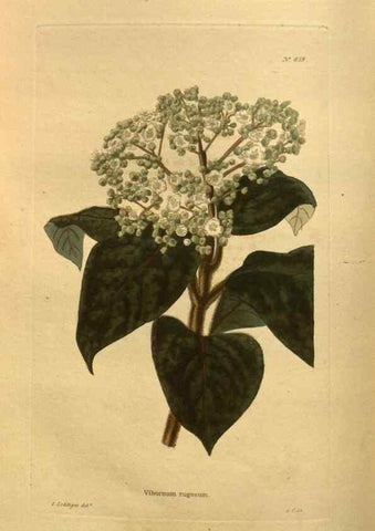 Reproducción/Reproduction 48755412906: The botanical cabinet. London :John & Arthur Arch ...,1817-1833.. 