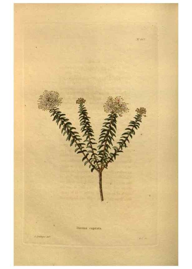Reproducción/Reproduction 48755609192: The botanical cabinet. London :John & Arthur Arch ...,1817-1833.. 