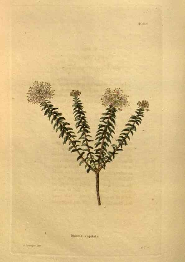 Reproducción/Reproduction 48755609192: The botanical cabinet. London :John & Arthur Arch ...,1817-1833.. 
