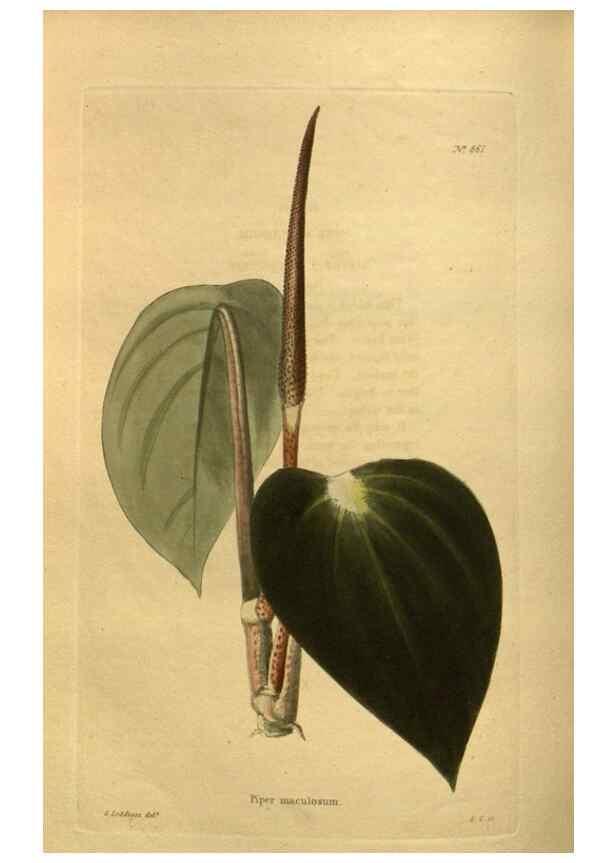 Reproducción/Reproduction 48755609677: The botanical cabinet. London :John & Arthur Arch ...,1817-1833.. 