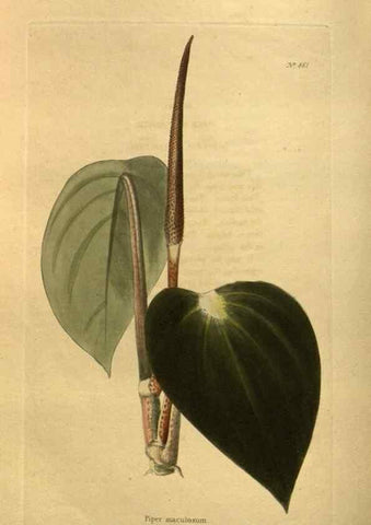 Reproducción/Reproduction 48755609677: The botanical cabinet. London :John & Arthur Arch ...,1817-1833.. 