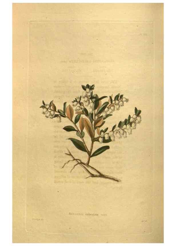 Reproducción/Reproduction 48755610072: The botanical cabinet. London :John & Arthur Arch ...,1817-1833.. 
