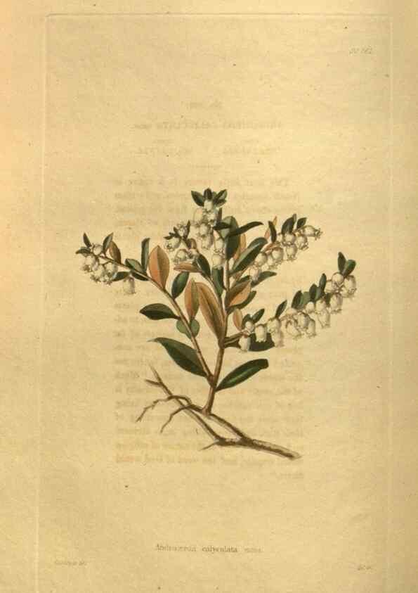 Reproducción/Reproduction 48755610072: The botanical cabinet. London :John & Arthur Arch ...,1817-1833.. 