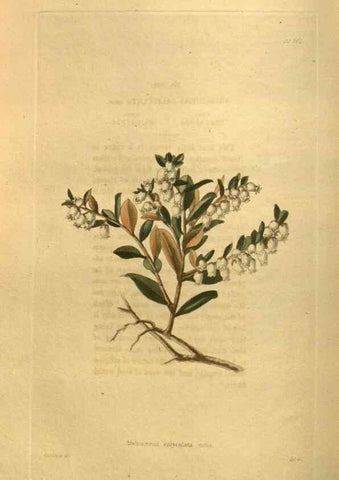 Reproducción/Reproduction 48755610072: The botanical cabinet. London :John & Arthur Arch ...,1817-1833.. 