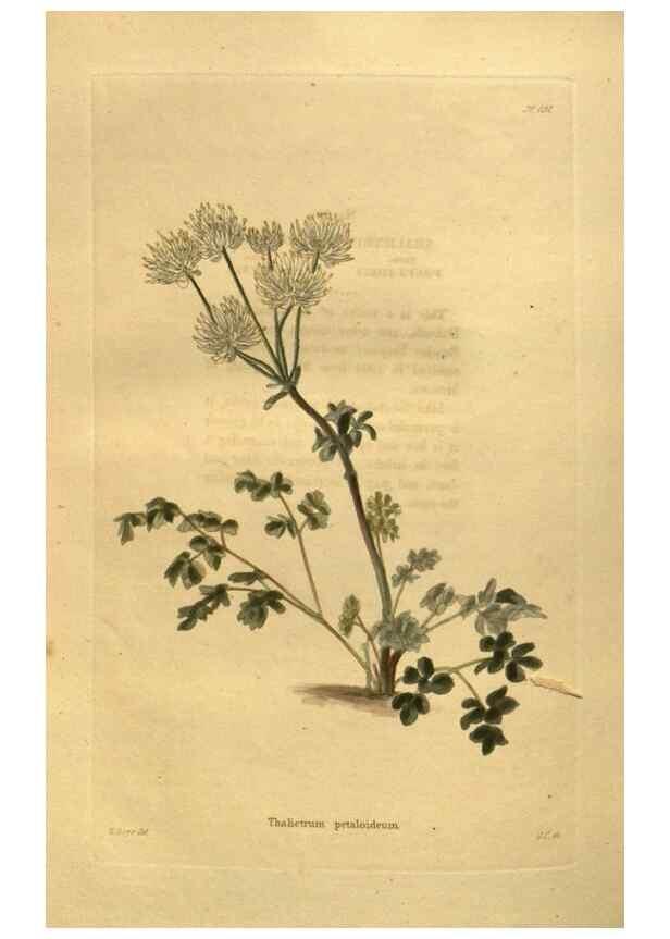Reproducción/Reproduction 48755622677: The botanical cabinet. London :John & Arthur Arch ...,1817-1833.. 