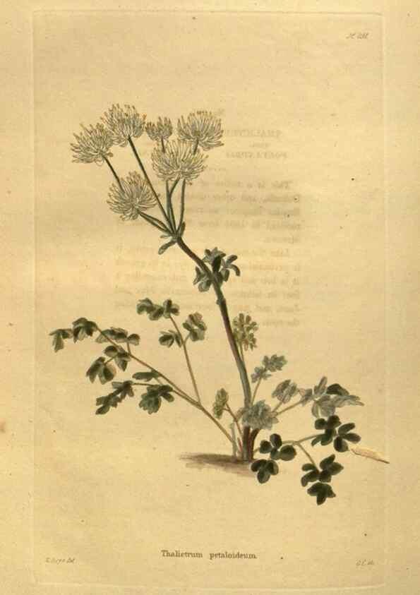 Reproducción/Reproduction 48755622677: The botanical cabinet. London :John & Arthur Arch ...,1817-1833.. 