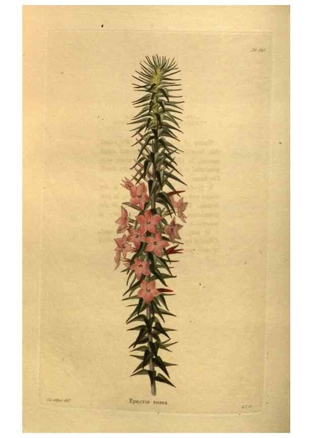 Reproducción/Reproduction 48755610492: The botanical cabinet. London :John & Arthur Arch ...,1817-1833.. 