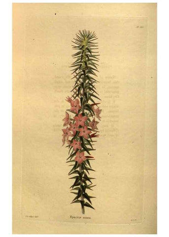 Reproducción/Reproduction 48755610492: The botanical cabinet. London :John & Arthur Arch ...,1817-1833.. 