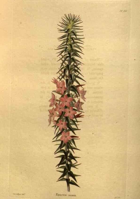 Reproducción/Reproduction 48755610492: The botanical cabinet. London :John & Arthur Arch ...,1817-1833.. 