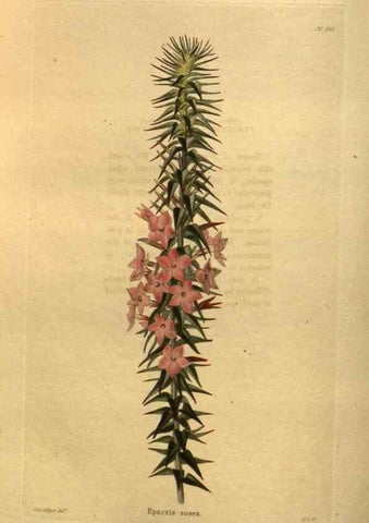 Reproducción/Reproduction 48755610492: The botanical cabinet. London :John & Arthur Arch ...,1817-1833.. 