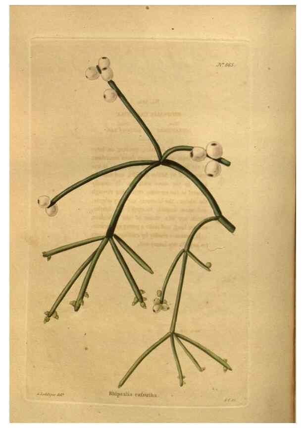 Reproducción/Reproduction 48755611567: The botanical cabinet. London :John & Arthur Arch ...,1817-1833.. 