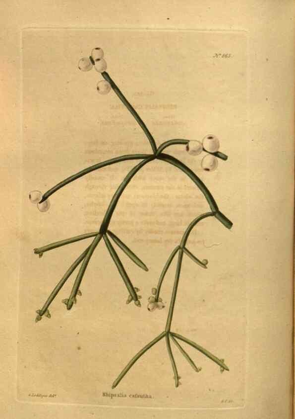 Reproducción/Reproduction 48755611567: The botanical cabinet. London :John & Arthur Arch ...,1817-1833.. 