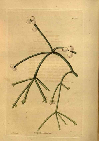 Reproducción/Reproduction 48755611567: The botanical cabinet. London :John & Arthur Arch ...,1817-1833.. 