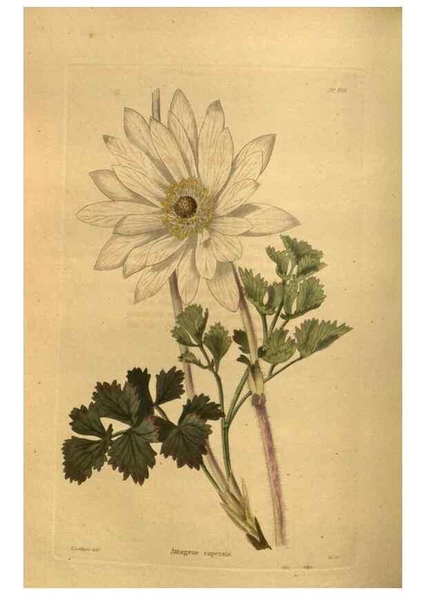 Reproducción/Reproduction 48755611972: The botanical cabinet. London :John & Arthur Arch ...,1817-1833.. 