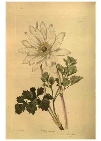 Reproducción/Reproduction 48755611972: The botanical cabinet. London :John & Arthur Arch ...,1817-1833.. 
