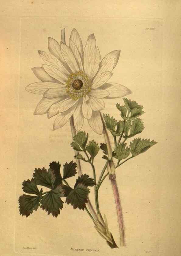 Reproducción/Reproduction 48755611972: The botanical cabinet. London :John & Arthur Arch ...,1817-1833.. 