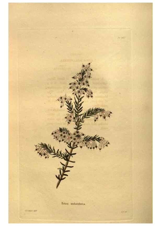 Reproducción/Reproduction 48755612337: The botanical cabinet. London :John & Arthur Arch ...,1817-1833.. 