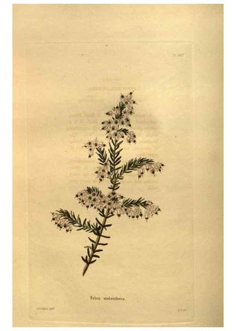 Reproducción/Reproduction 48755612337: The botanical cabinet. London :John & Arthur Arch ...,1817-1833.. 