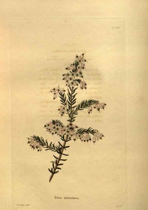 Reproducción/Reproduction 48755612337: The botanical cabinet. London :John & Arthur Arch ...,1817-1833.. 