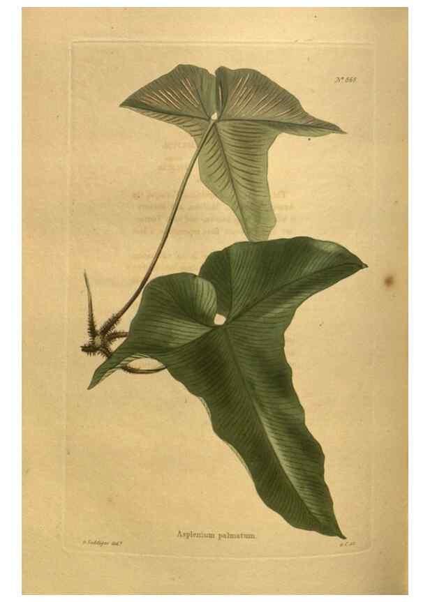 Reproducción/Reproduction 48755416926: The botanical cabinet. London :John & Arthur Arch ...,1817-1833.. 